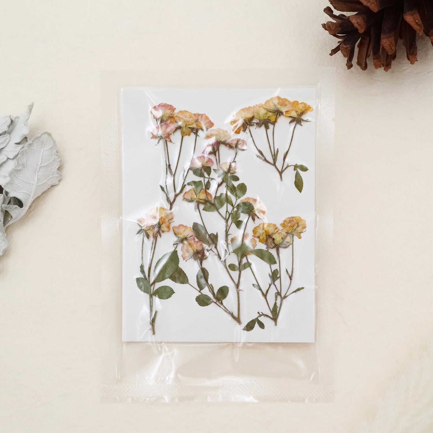 Stamprints Rosas Secas Prensadas en Spray-6